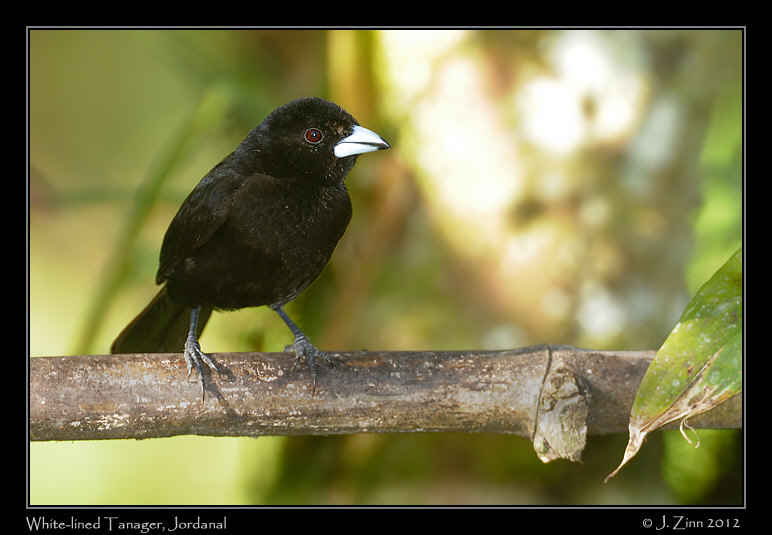 white_lined_tanager_9925a