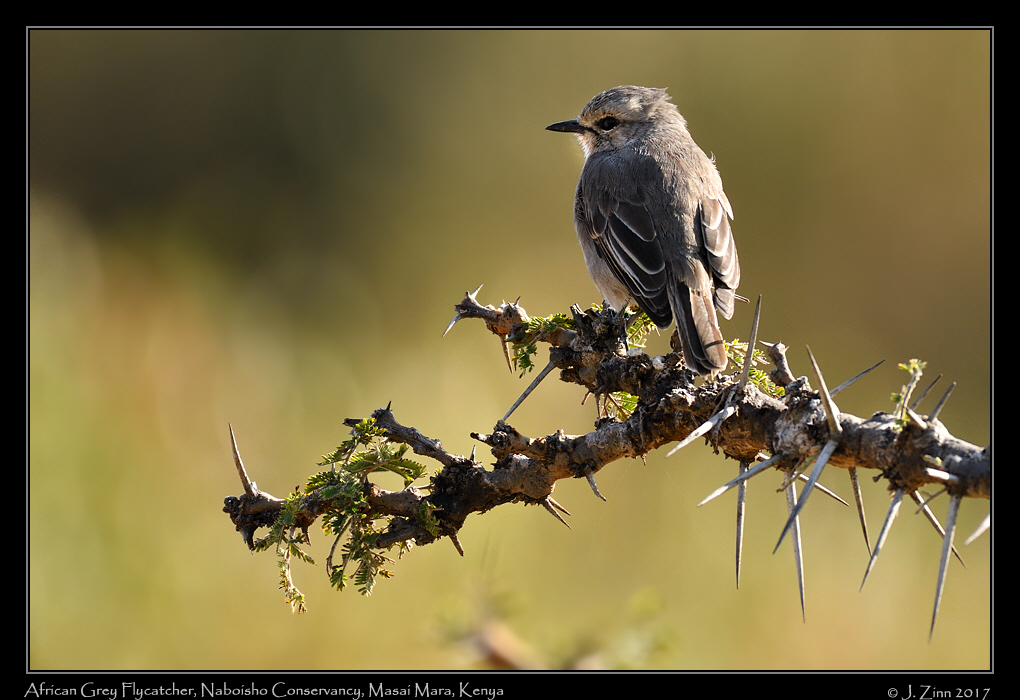 african_grey_flycatcher_0762a
