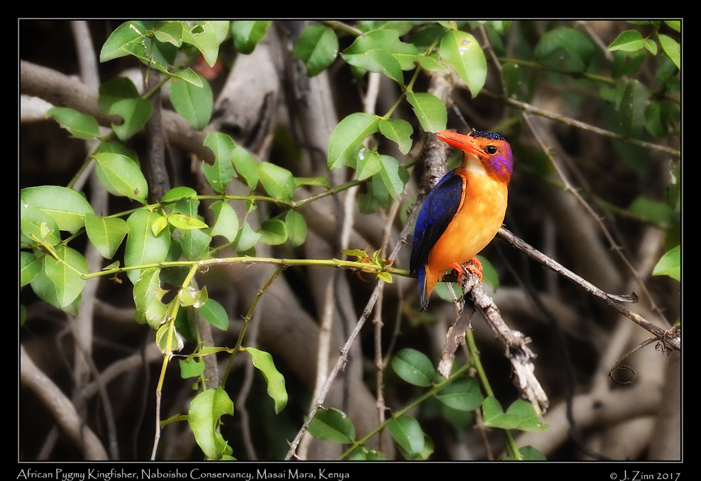 african_pygmy_kingfisher_0927adxo