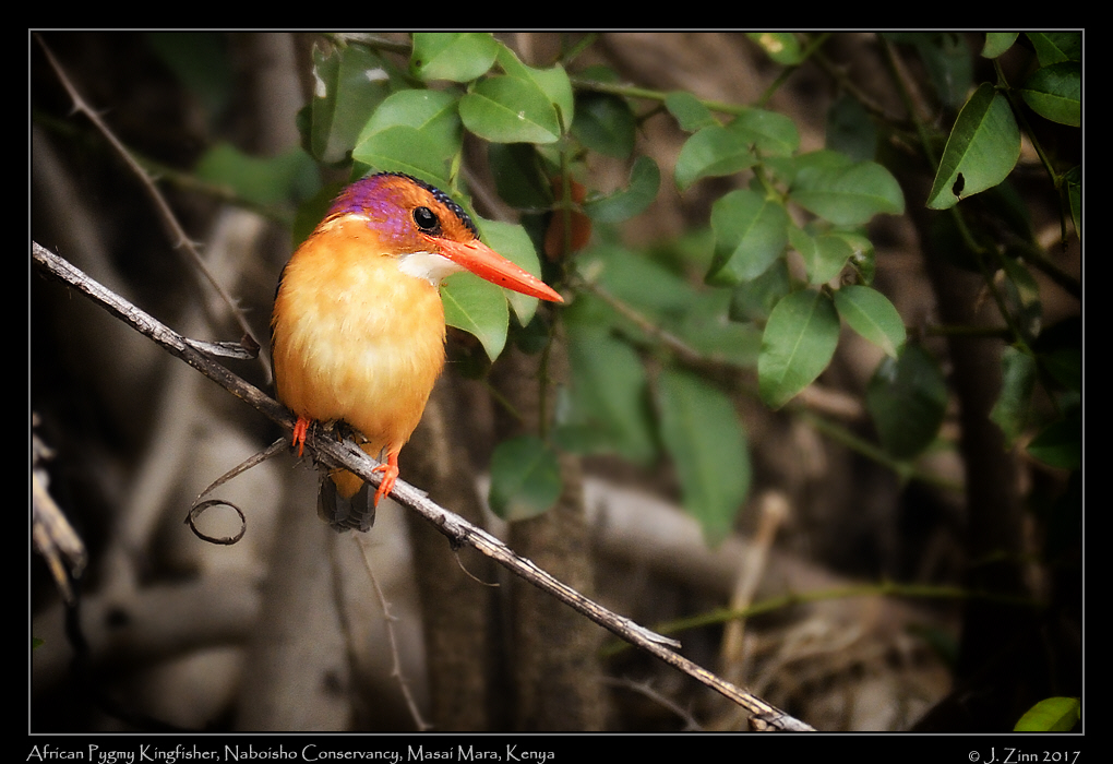 african_pygmy_kingfisher_0939a