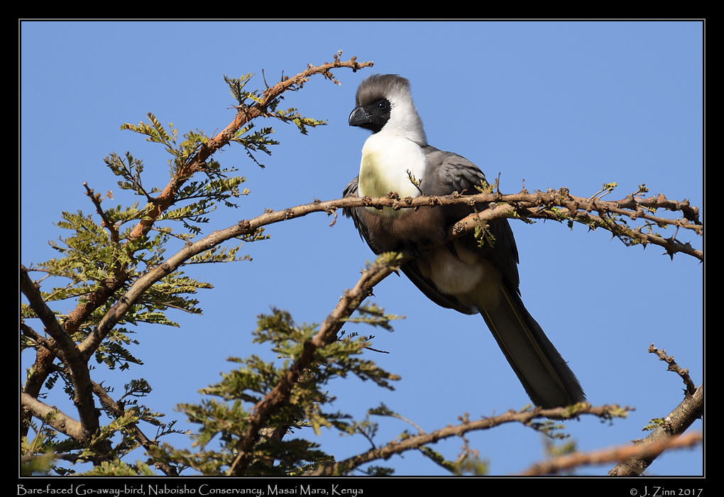 bare_faced_go_away_bird_0764a