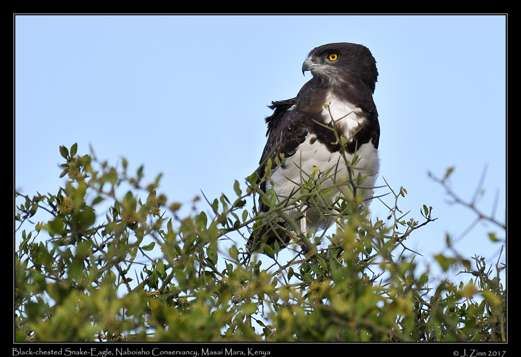 black_chested_snake_eagle_0677a