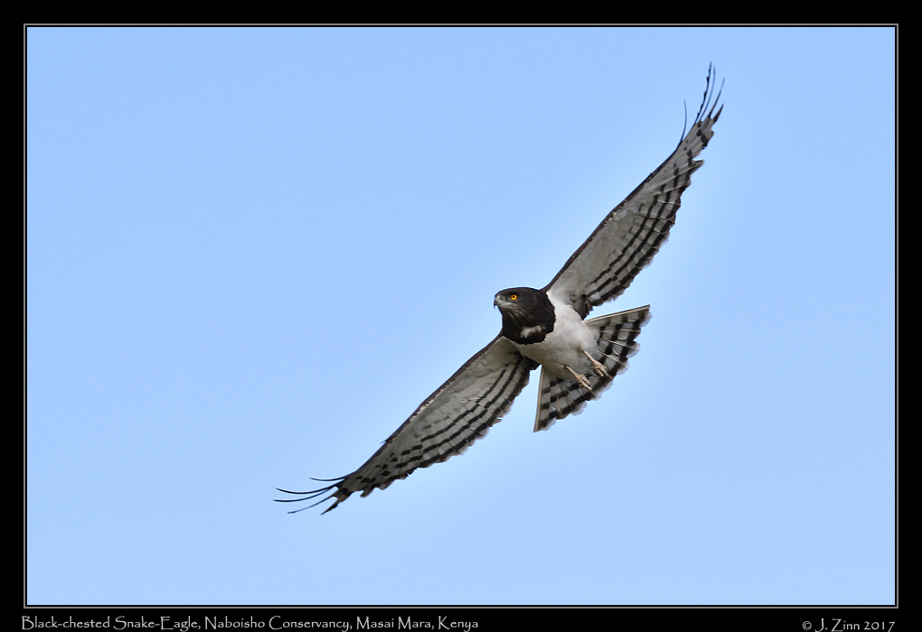 black_chested_snake_eagle_0686a