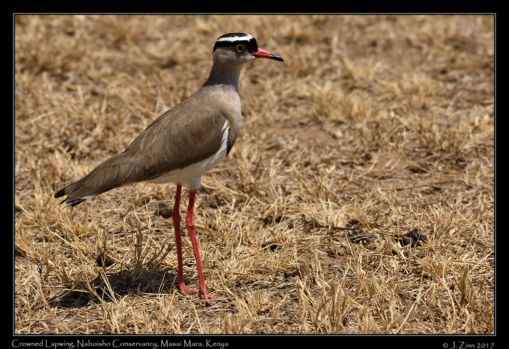 crowned_lapwing_0878a