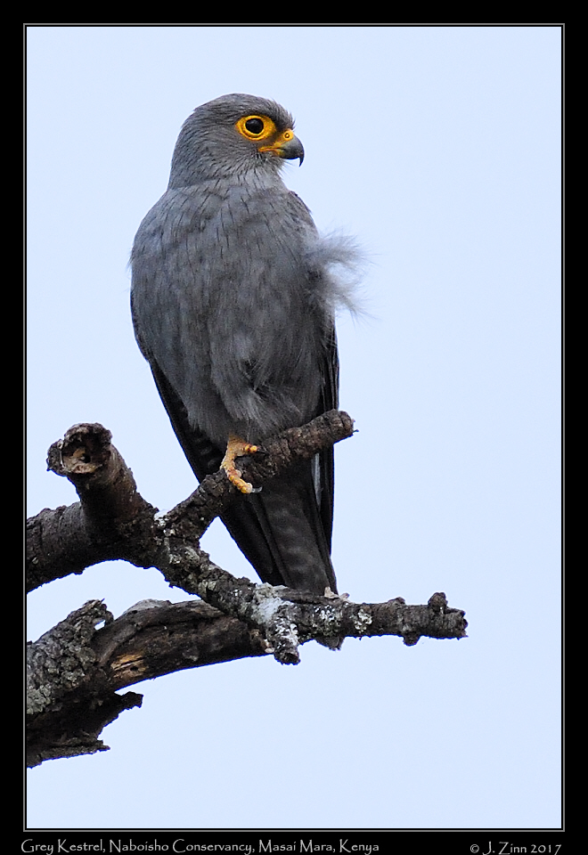grey_kestrel_1291a