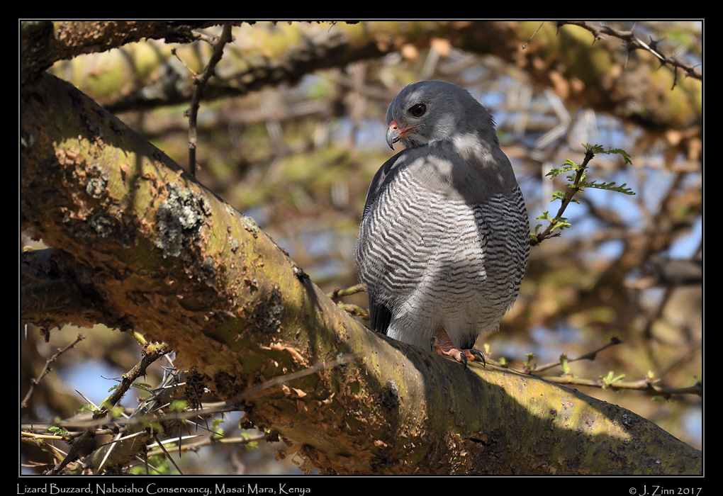 lizard_buzzard_0824a