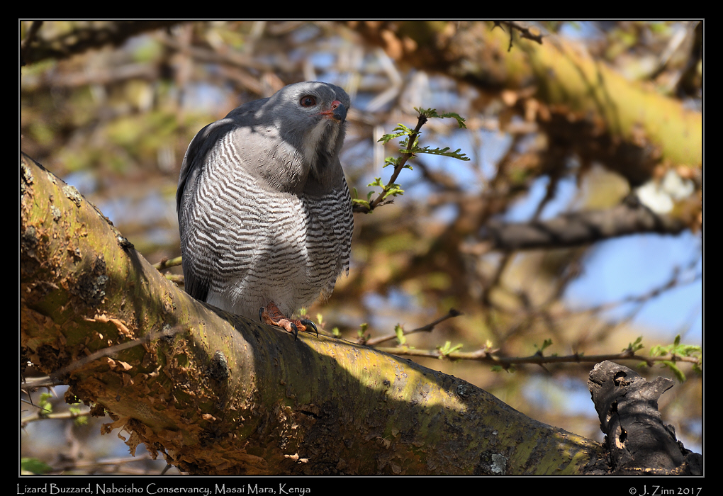 lizard_buzzard_0827a