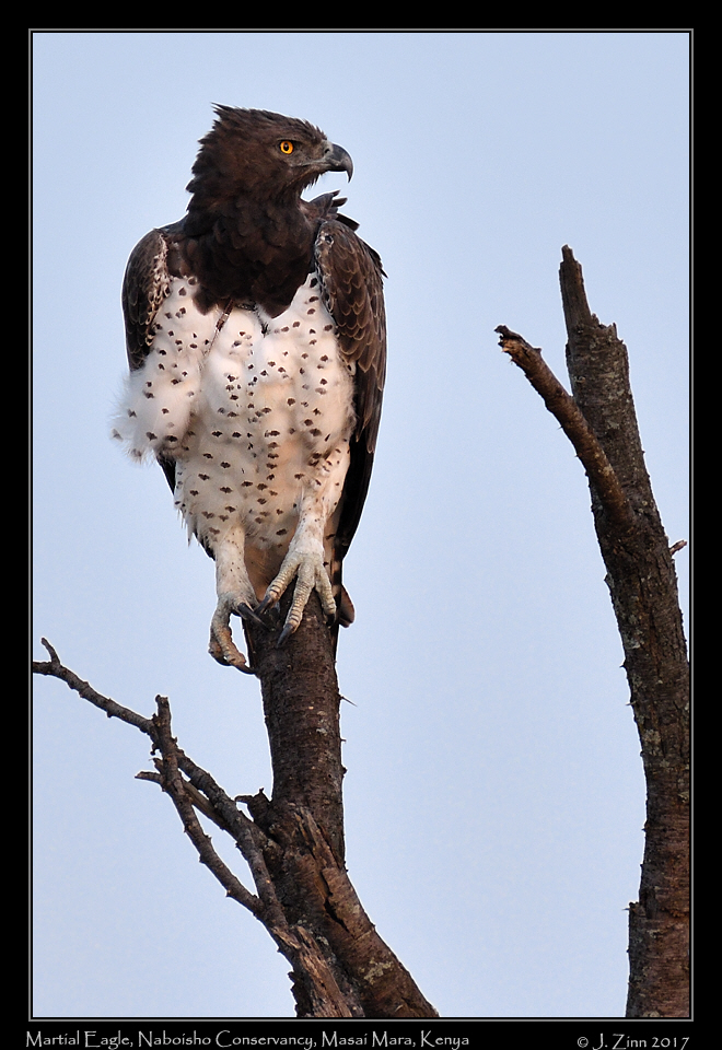 martial_eagle_1581a