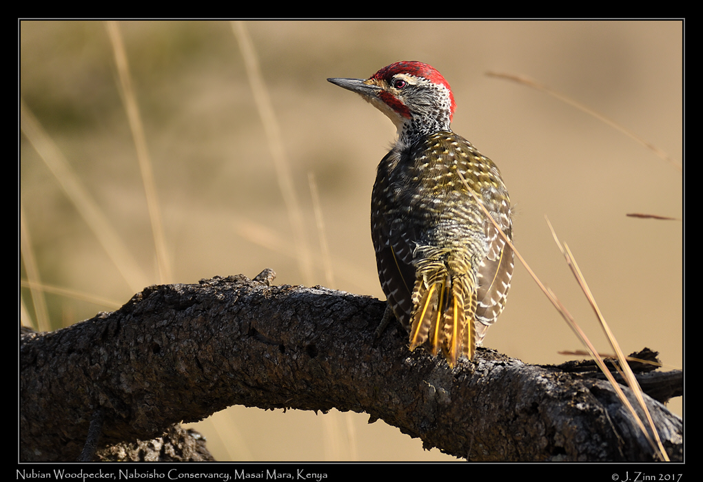 nubian_woodpecker_0711a