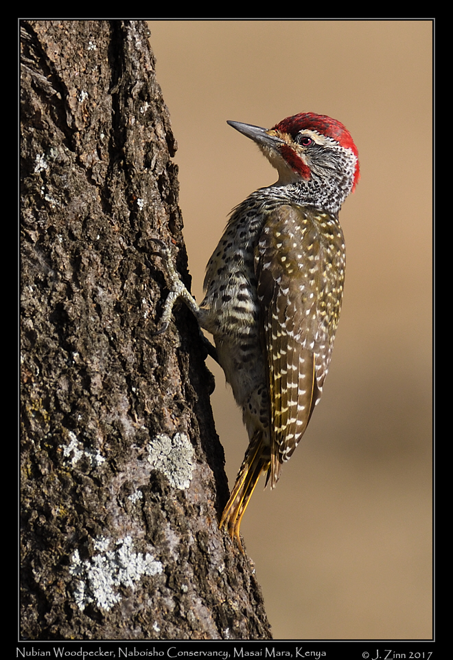 nubian_woodpecker_0727a