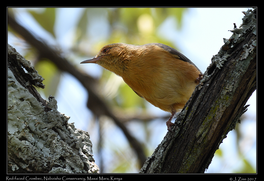 red_faced_crombec_1733a