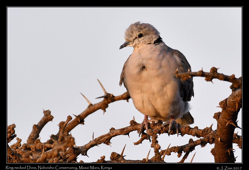 ring_necked_dove_1603a