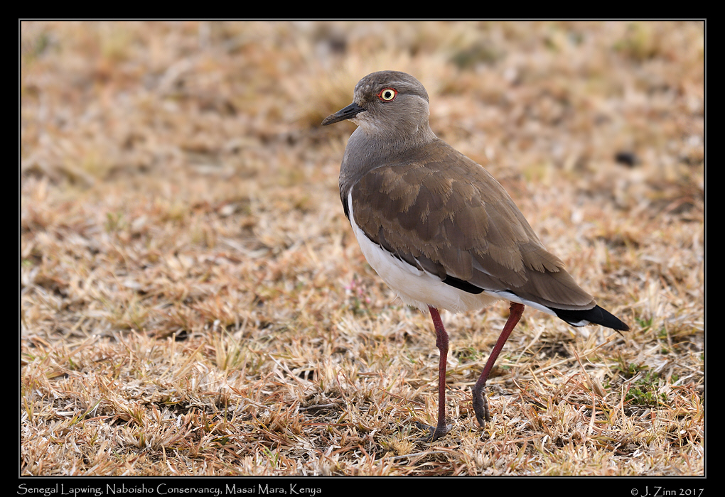 senegal_lapwing_1156a