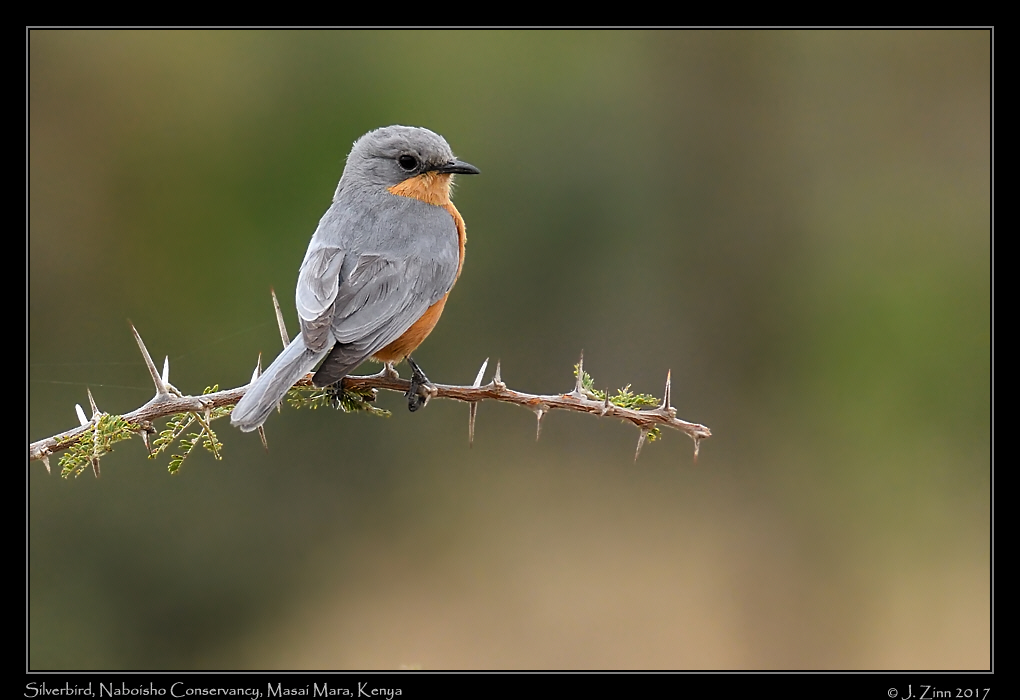 silverbird_1280a