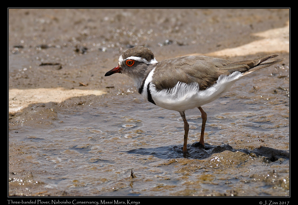 three_banded_plover_0925a