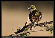  Usambiro Barbet � J. Zinn