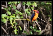  African Pygmy Kingfisher � J. Zinn
