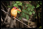  African Pygmy Kingfisher � J. Zinn