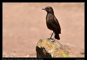 Northern Anteater Chat � J. Zinn