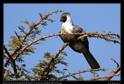  Bare-faced Go-away-bird � J. Zinn