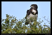 Black-chested Snake-Eagle � J. Zinn