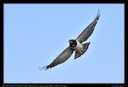  Black-chested Snake-Eagle � J. Zinn