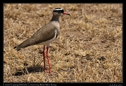  Crowned Lapwing � J. Zinn