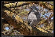  Lizard Buzzard � J. Zinn