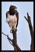  Martial Eagle � J. Zinn