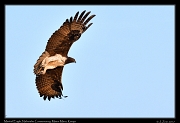  Martial Eagle � J. Zinn