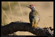  Nubian Woodpecker � J. Zinn