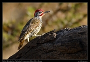  Nubian Woodpecker � J. Zinn