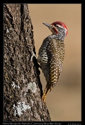  Nubian Woodpecker � J. Zinn