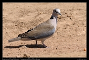  Ring-Necked Dove  � J. Zinn