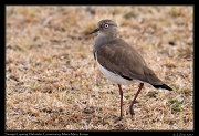  Senegal Lapwing  � J. Zinn