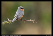  Silverbird  � J. Zinn