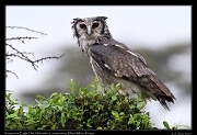  Verreaux's Eagle-Owl  � J. Zinn