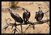  African White-backed Vultures  � J. Zinn