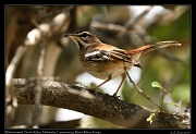  White-browed Scrub-Robin  � J. Zinn
