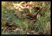  White-browed Scrub Robin  � J. Zinn