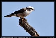  Northern White-crowned Shrike  � J. Zinn