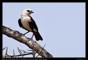  White-headed Buffalo Weaver  � J. Zinn