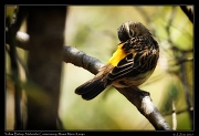  Yellow Bishop  � J. Zinn