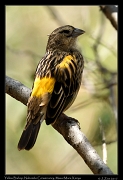  Yellow Bishop  � J. Zinn