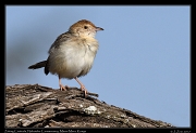  Zitting Cisticola � J. Zinn