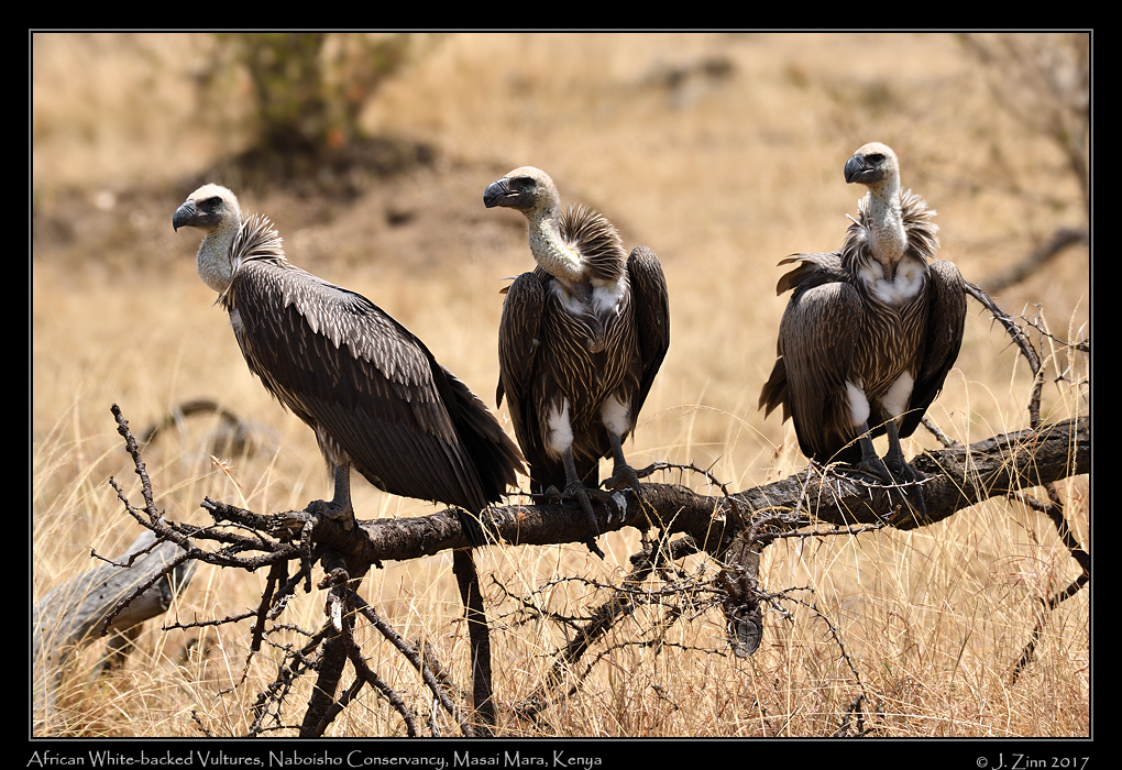 white_backed_vulture_0899a