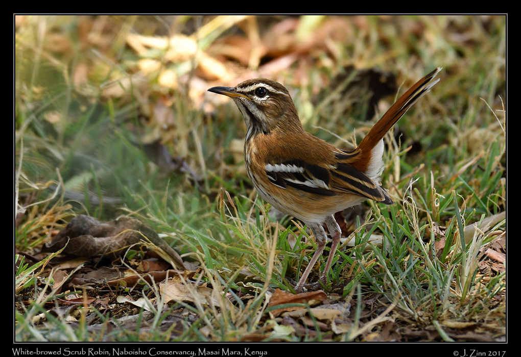 white_browed_robin_chat_1748a