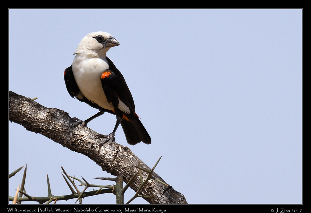 white_headed_buffalo_weaver_0872a
