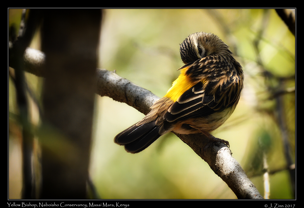 yellow_bishop_1807a