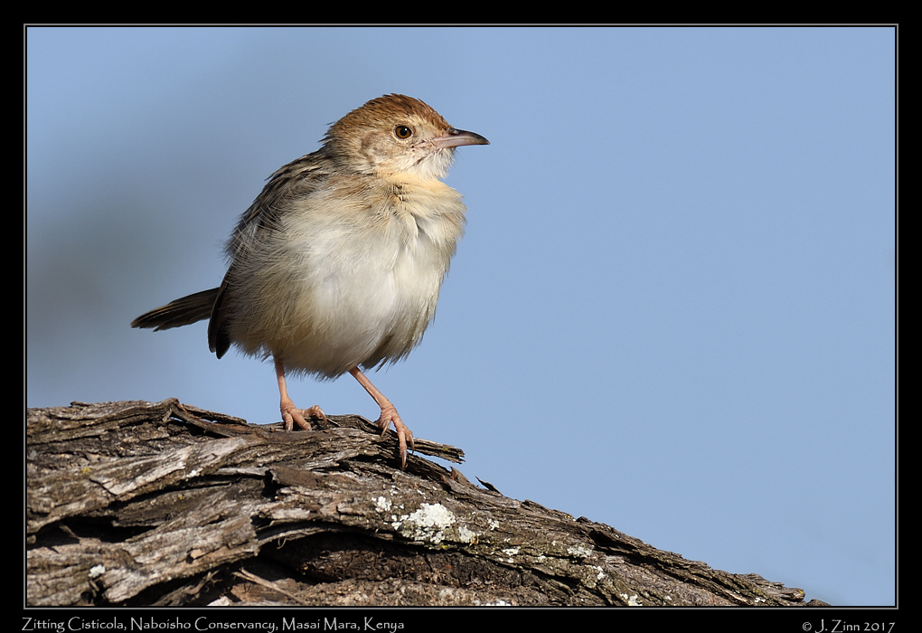 zitting_cisticola_0743a